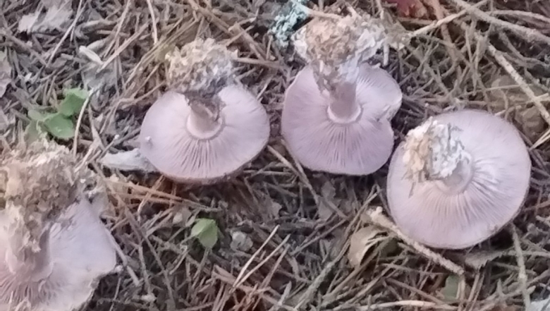 Рядовка серовато-сиреневая lepista glaucocana