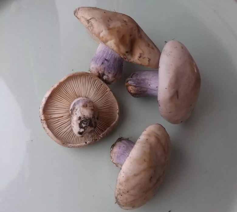 Грибы рядовки синеножки