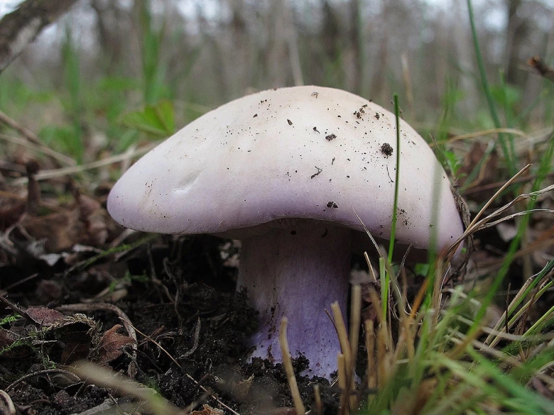 Грибы рядовки синеножки