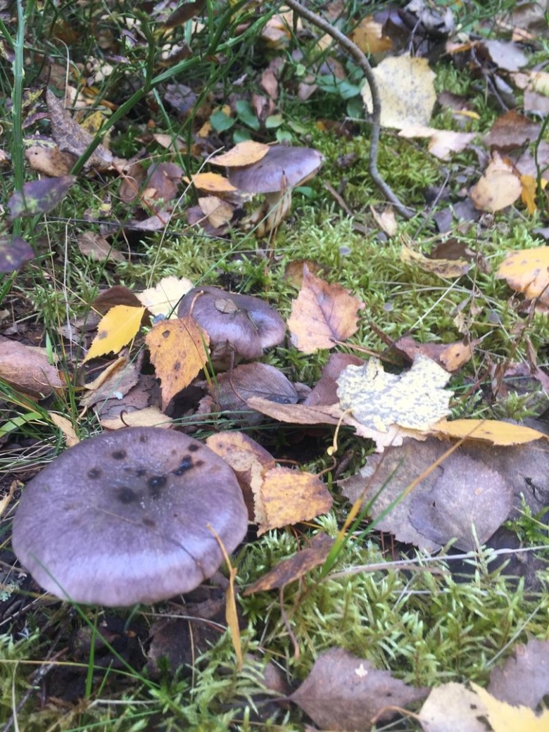 Серушка съедобные грибы