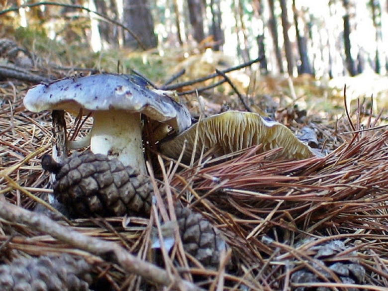 Съедобные рядовки в саратовских лесах