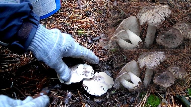 Грибы зеленки и подзеленки