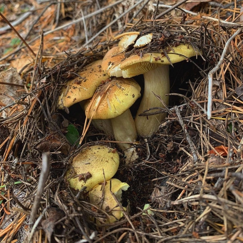 Зеленушка обыкновенная гриб