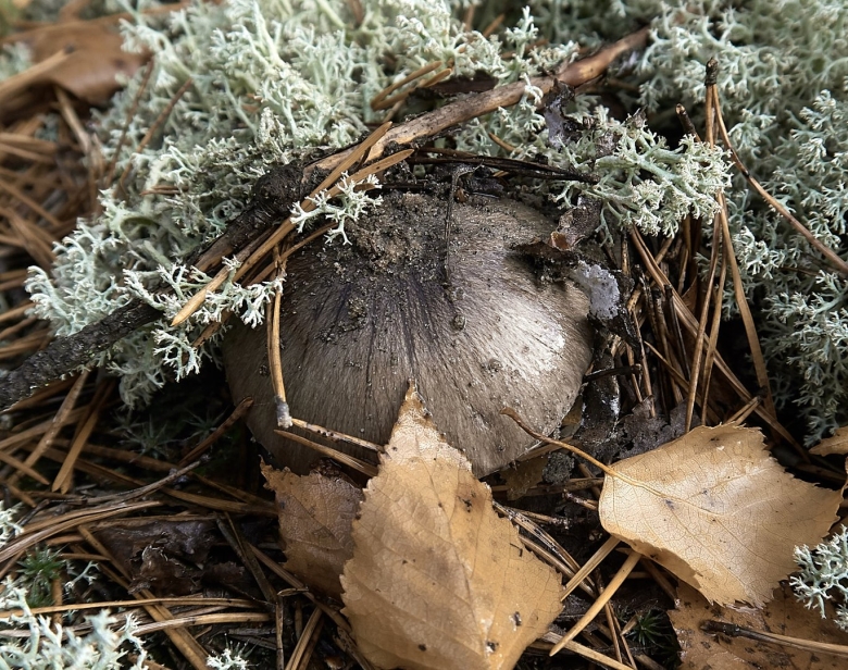 Песочник серый гриб