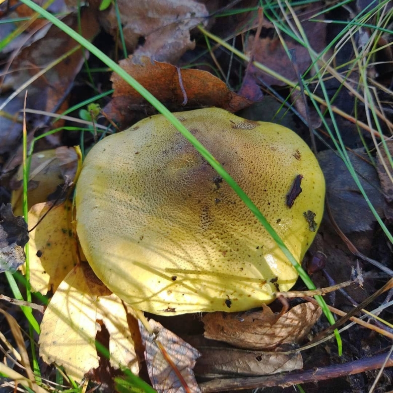 Гриб с зеленой шляпкой