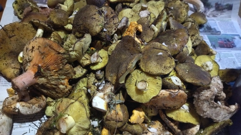 Рядовка гриб