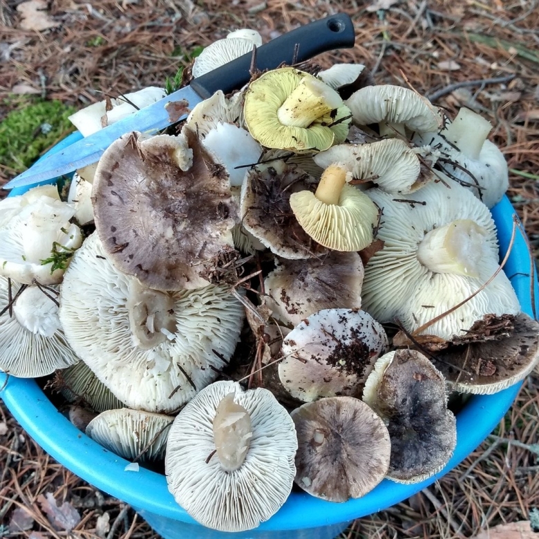 Грибы зеленки и подзеленки фото