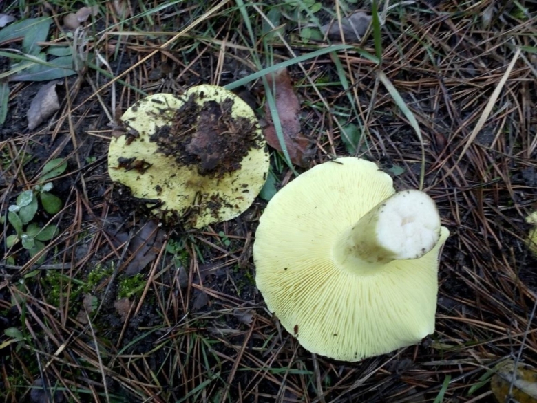 Гриб зеленуха желтопузая