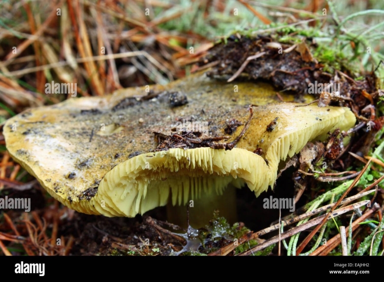 Рядовка гриб зеленушка