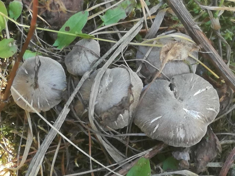 Грибы серушки рядовки