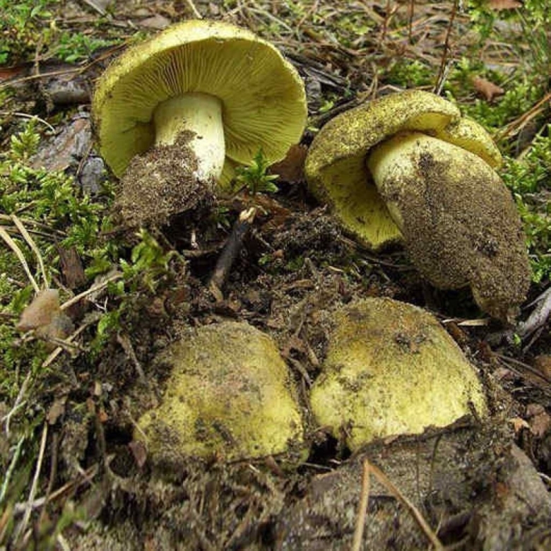 Гриб зеленушка