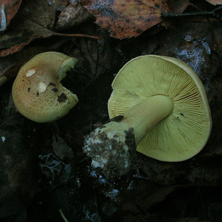 Рядовка Лиственная Tricholoma frondosae