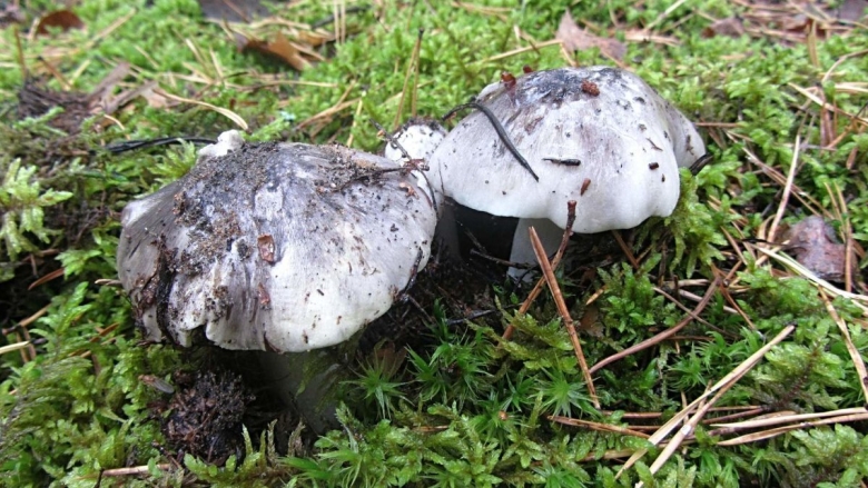 Гриб зеленка подзеленка