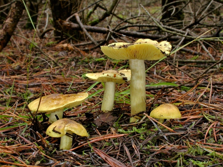 Гриб зеленушка