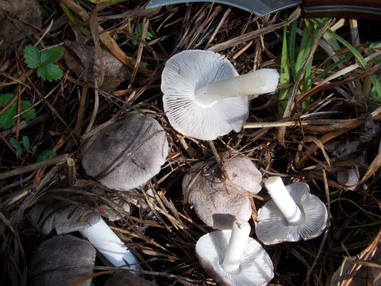 Гриб рядовка белая съедобная