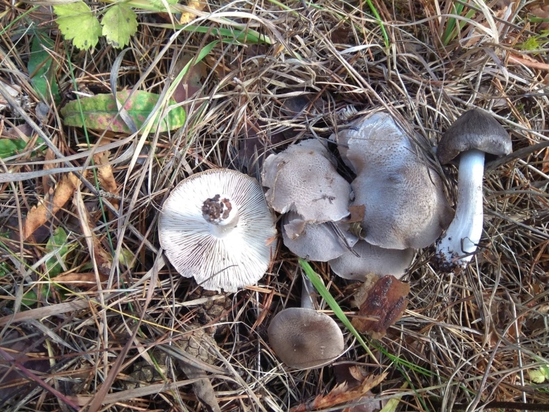 Млечник гриб серушка