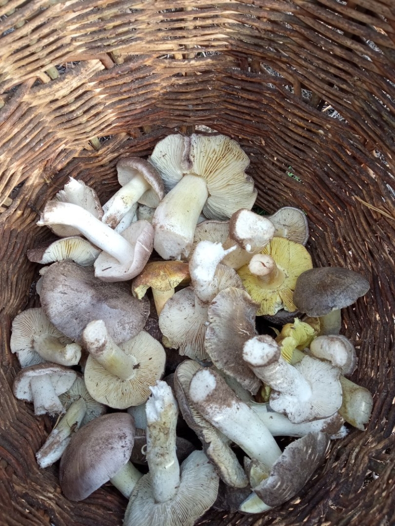 Гриб рядовка съедобный