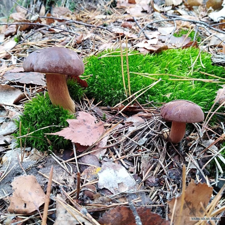 Гриб польский боровик