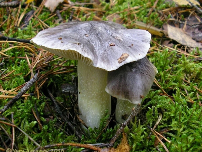 Рядовки серушки