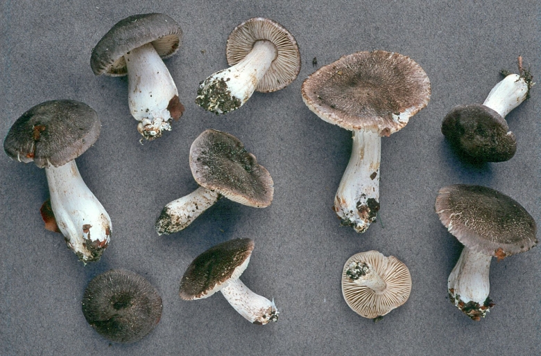 Грибы серушки и зеленушки