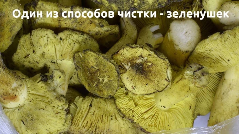 Как чистить зеленушки грибы