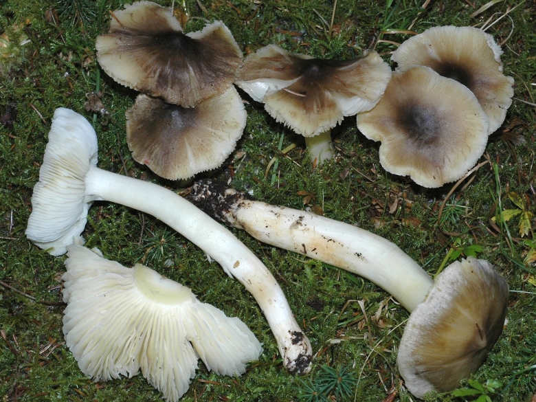 Грибы серухи рядовки