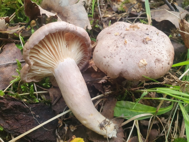 Серушки и зеленушки