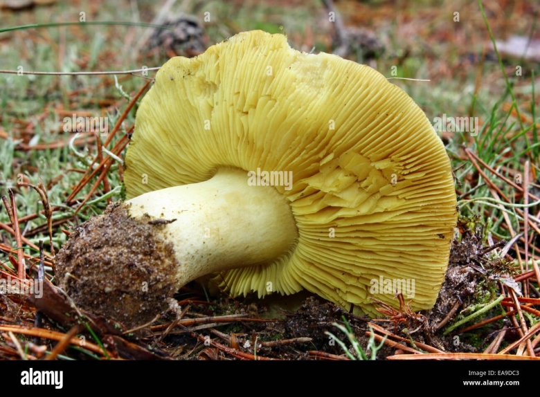 Рядовка зеленая зеленушка