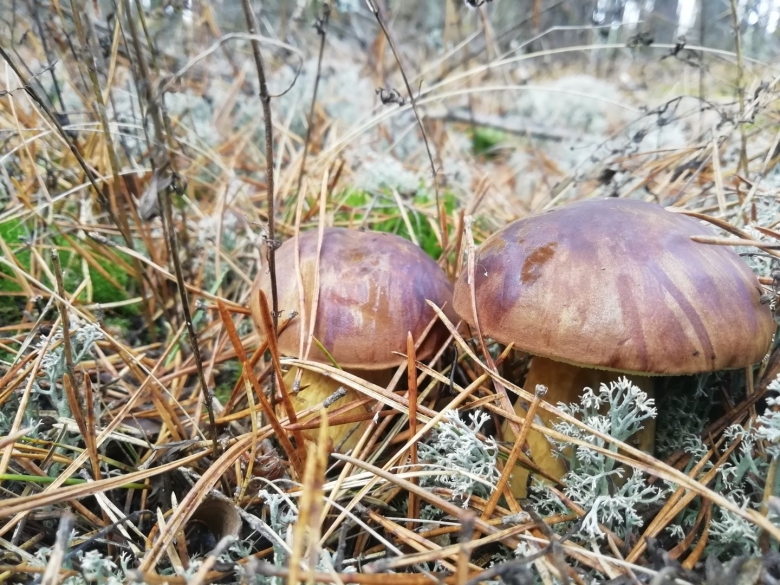 Боровик жёлтый