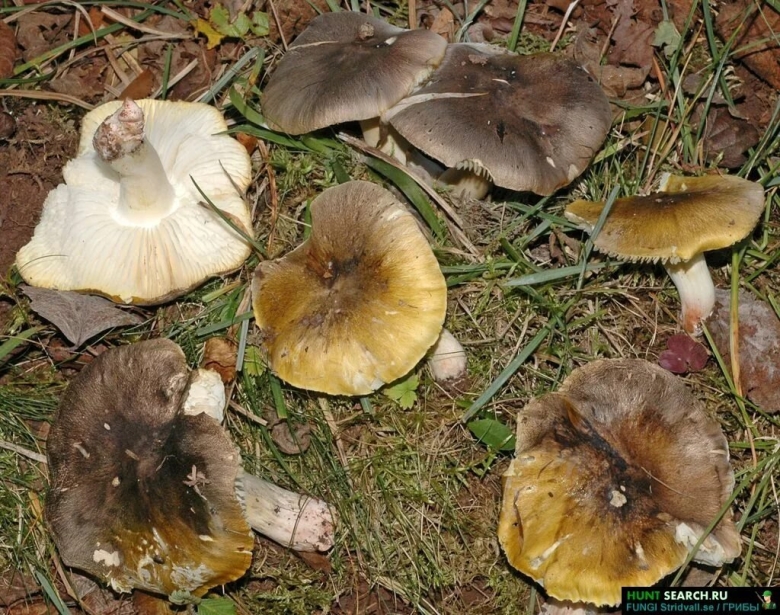 Гриб серушка и зеленушка