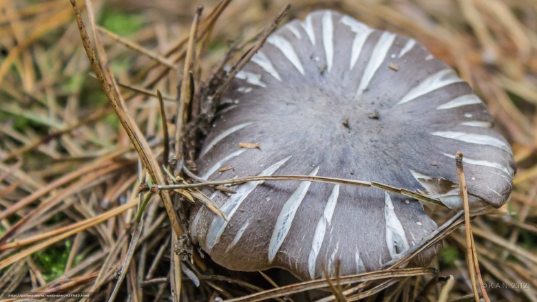 Рядовка серая tricholoma portentosum