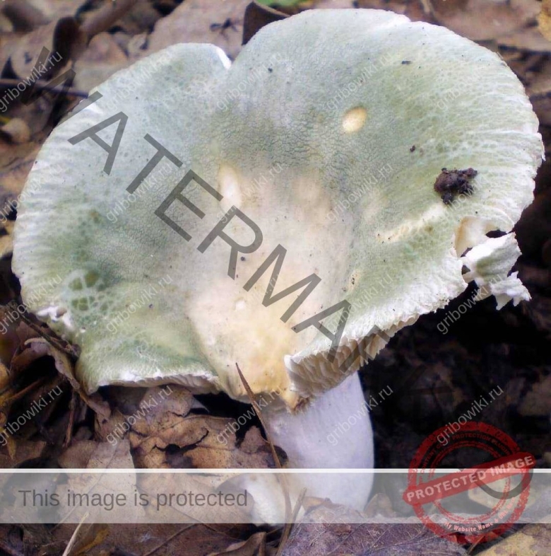 Гриб лосиная губа