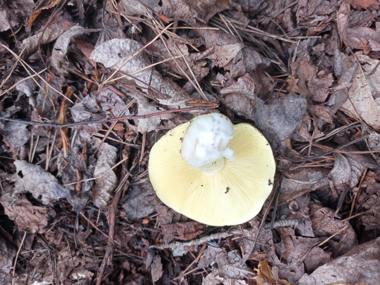 Гриб зеленушка