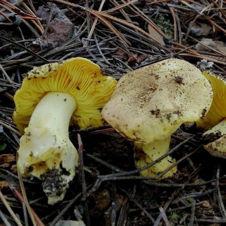 Рядовка жёлто бурая съедобная