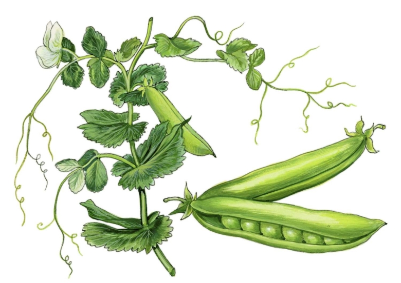 Pisum sativum ботаника