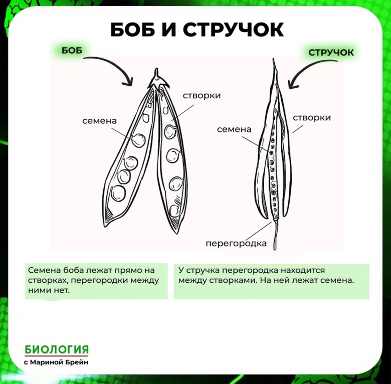 Стручок стручочек отличие