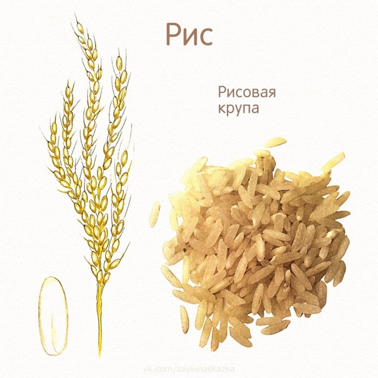 Злаковые для дошкольников