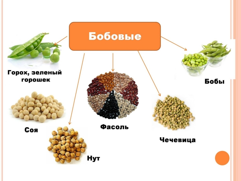 Зернобобовые культуры с названием