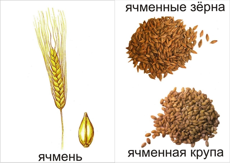 Злаки для дошкольников