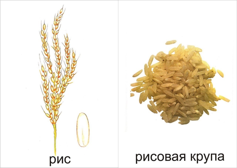 Карточки злаки для детей