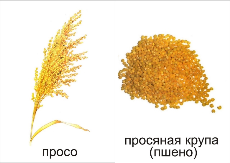 Злаки и семена для дошкольников