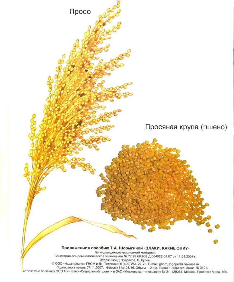 Злаки для дошкольников