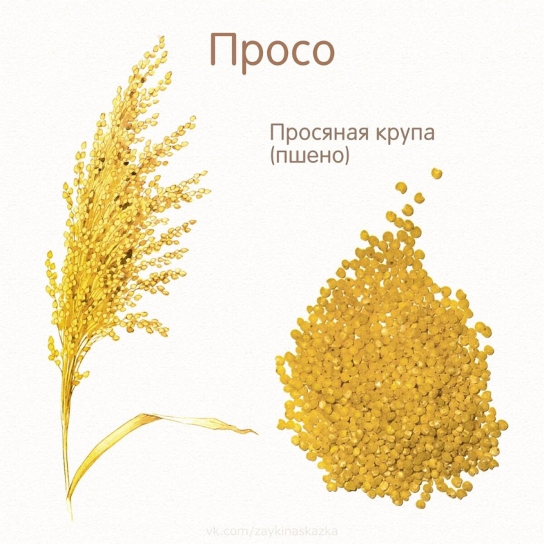 Злаковые для дошкольников