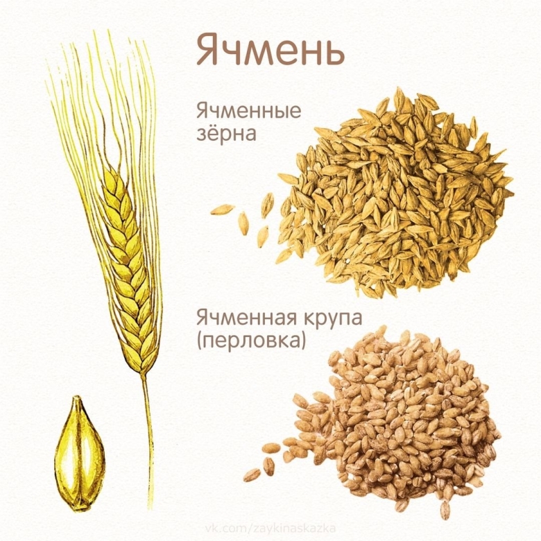Злаковые для дошкольников