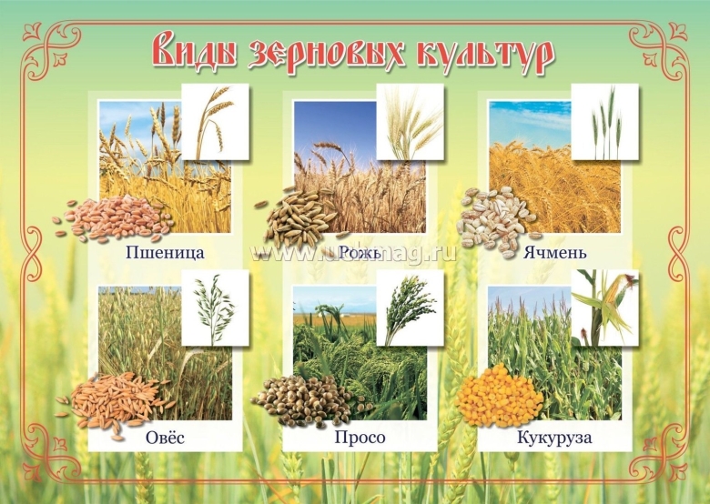 Зерновые культуры для дошкольников