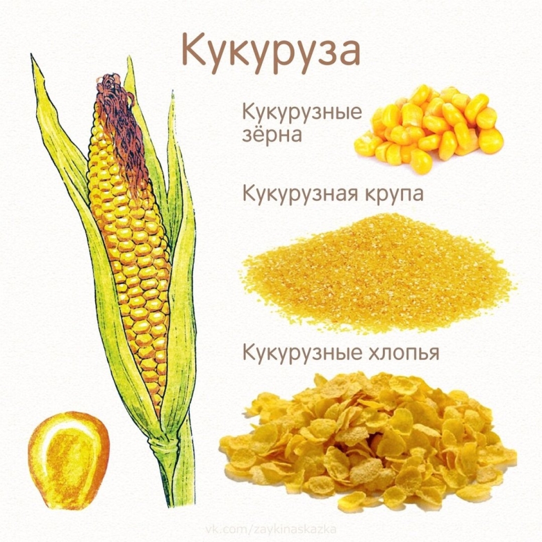 Злаки для дошкольников