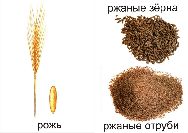 Злаки и их семена