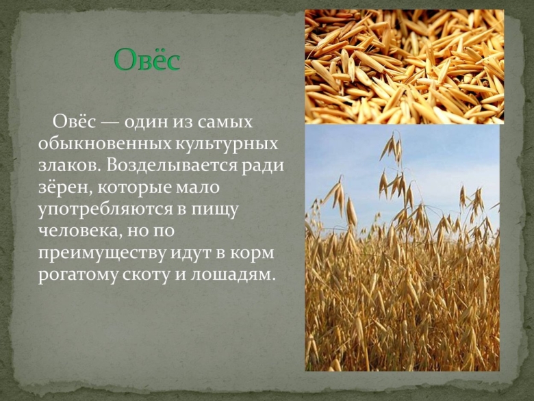 Презентация на тему зерновые культуры