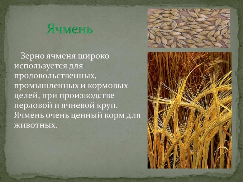 Зерновые культуры окружающий мир