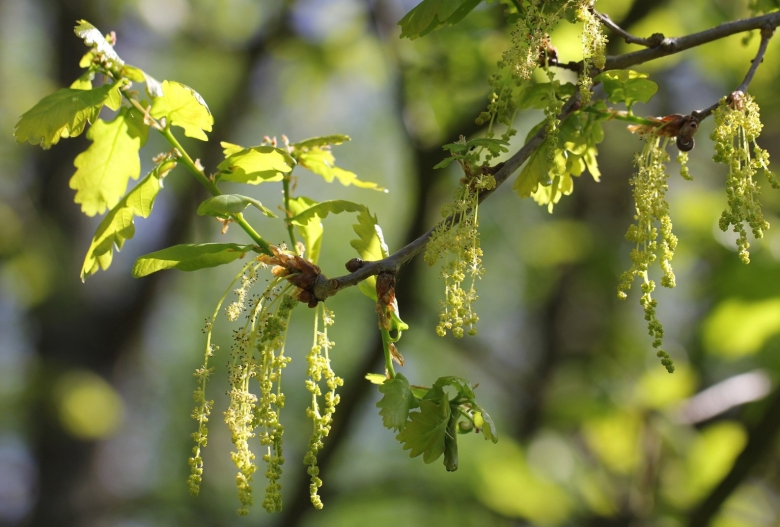 Плоды деревьев ясень клен липа